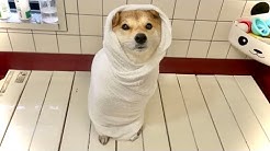 柴犬りんご郎 Shiba Inu Ringoro
