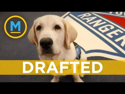 Video: New York Rangers ønsker Autism Service Dog Named Ranger Velkommen Til Teamet