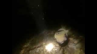 Poisson Coffre Night 4994