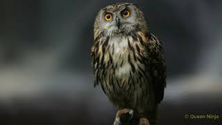 Queen Ninja - Night Owl (Official Audio)