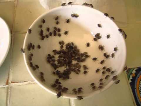 Insectos comestibles wikipedia Insectos comestibles wikipedia