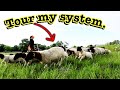 SMALL-SCALE SHEEP ROTATIONAL GRAZING SYSTEM | Simple and Easy 23 acres system