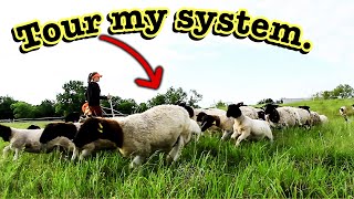 SMALLSCALE SHEEP ROTATIONAL GRAZING SYSTEM | Simple and Easy 23 acres system