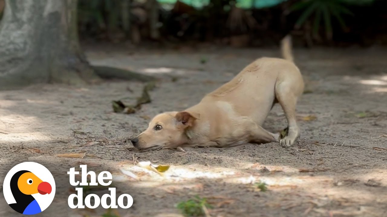 This Puppy Is An Absolute Miracle | The Dodo - YouTube