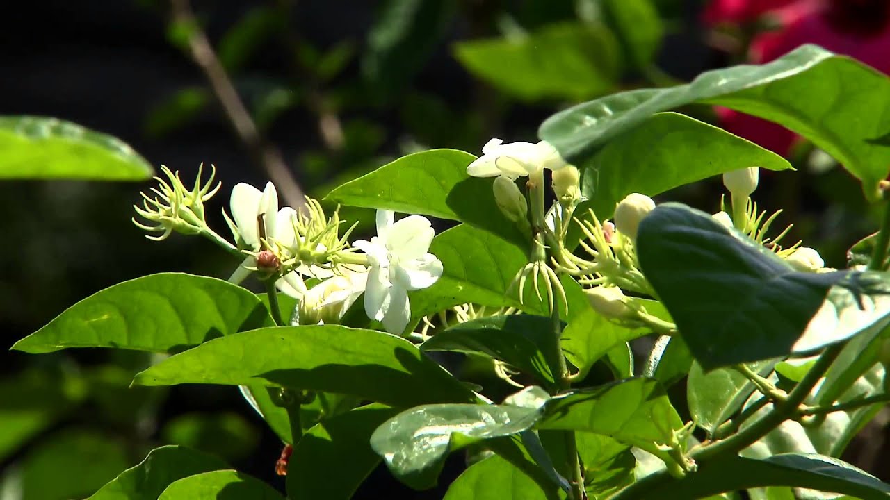 4 WAYS - Get MAXIMUM Flowers on Arabian Jasmine Plant 