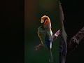 White Bee Eater Nature Wildlife Beeeater Whitebeeeater Bird Beautiful Frontend Cute HA34514