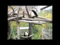 Happy Dragon - Panda cub Fu Long