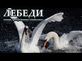 ЛЕБЕДИ - Птицы, пробуждающие вдохновение