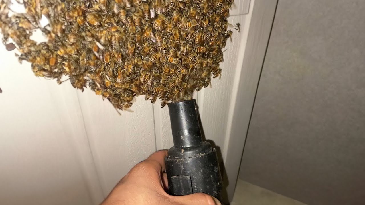 why did i VACUUM these BEES.. YouTube