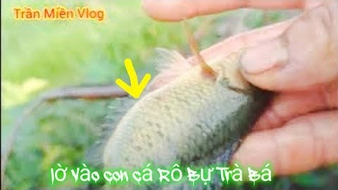 #419 thăm Lờ cá Lóc Sóc trăng đi săn hugo với em mãi trại cá lô kiến và mình trại hàng khủng  