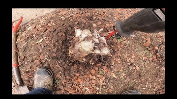 FAST and EASY way to remove stumps in minutes! How to remove a stump