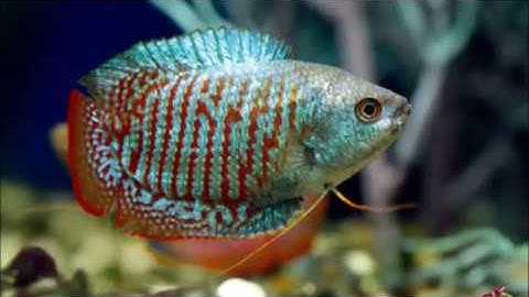 cách nuôi cá sặc gấm (sặc lửa)