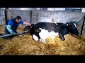 Gurteeen College - Calving Jack  - an assisted delivery of a calf