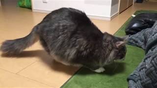 コタツに突っ込む猫 ノルウェーシャンフォレストキャットRush. Norwegian Forest Cat.