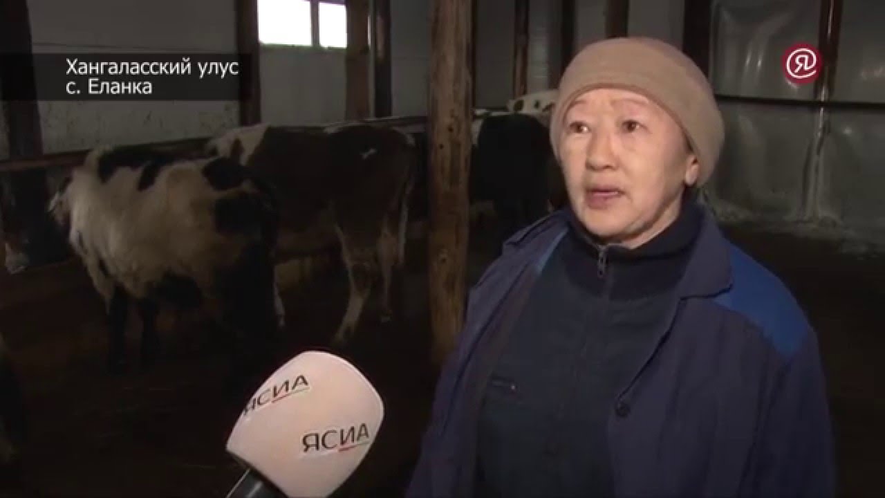 фото якутская корова смотреть