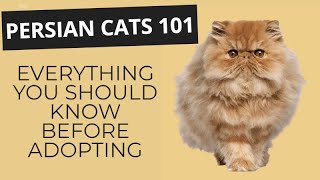 Persian Cats 101:  Everything You Need to Know Before adopting one! by Pets Central 167 views 5 months ago 4 minutes, 55 seconds