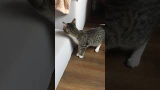 Кошка Оливка приехала в свой новый дом из приюта