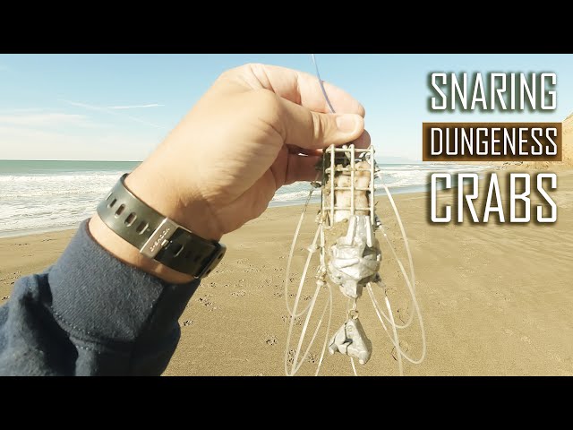 Crab Snaring from the Surf using Squid