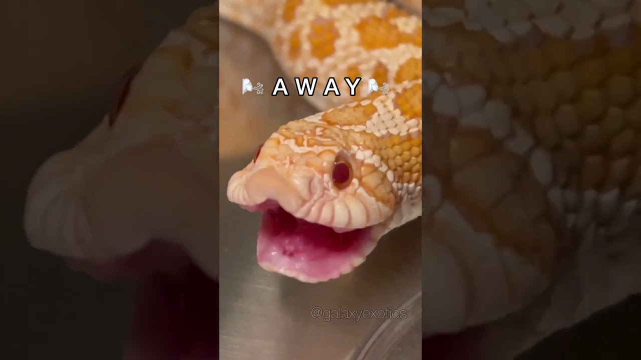 DID YOU JUST FART Reptile Animal Snake