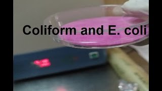 شرح I خطوات طريقة فحص بكتيريا   I Coliform and E. coli في الماء بطريقة الميديا الجاهزة screenshot 1