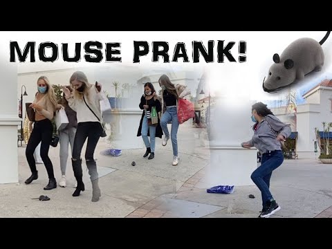 Mouse Prank! Vicious rodent terrorizes innocent shoppers 🐭 Great Laughs