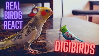 Real Birds React To Digibirds | Budgie and Cockatiel Meet Robot Birds For the First Time