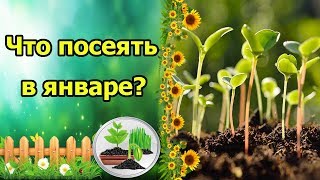 ЧТО ПОСЕЯТЬ В ЯНВАРЕ? РАССАДА ОВОЩЕЙ И ЦВЕТОВ.