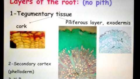 cognosy practical revision