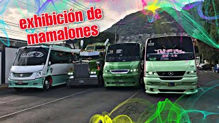 exhibición de mamalones en Cuautepec