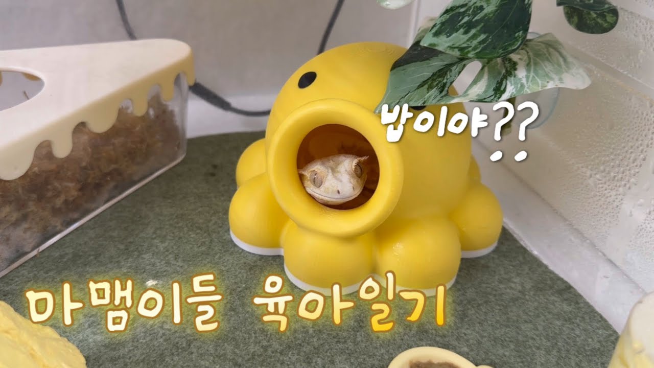 마뱀이들 육아일기_랭이,질라 밥 주고 질라 집 청소편