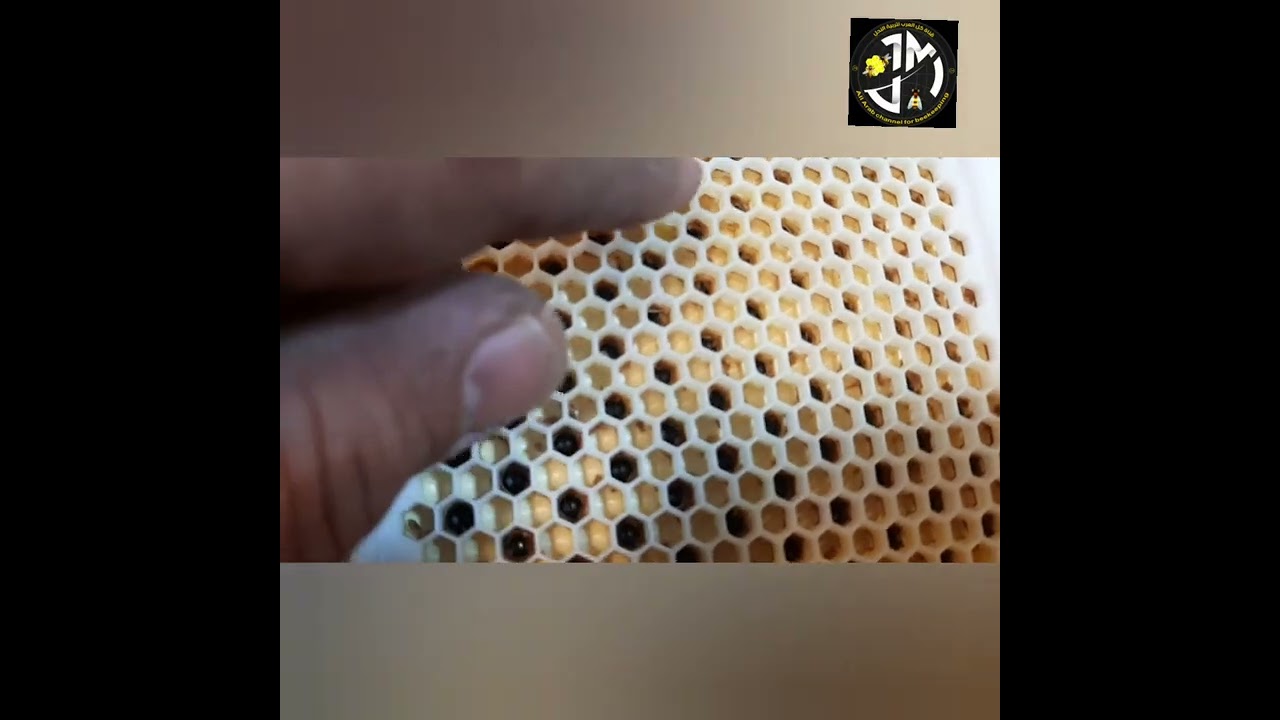 انتاج الملكات بطريقة جنتر