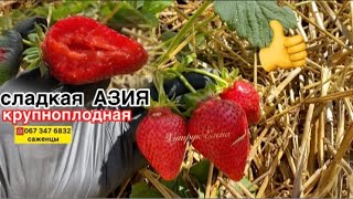 Обзор🍓клубники АЗИЯ - один из вкусный сортов//Купить саженцы клубники Азия в Украине Хитрук Елена