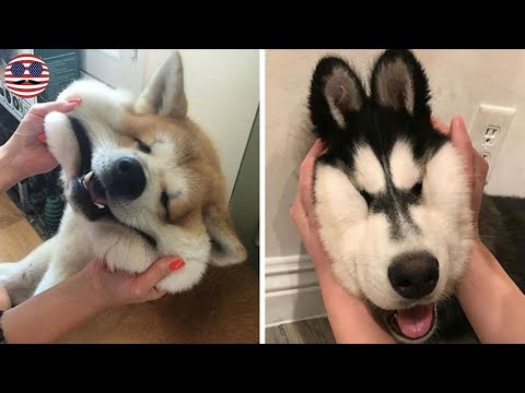 10 Squishy Dog Cheeks That Are Impossible To Resist Squishing