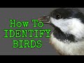 How to Identify Birds  [ TOP 10 BACKYARD BIRDS ]  Beginner Friendly !!