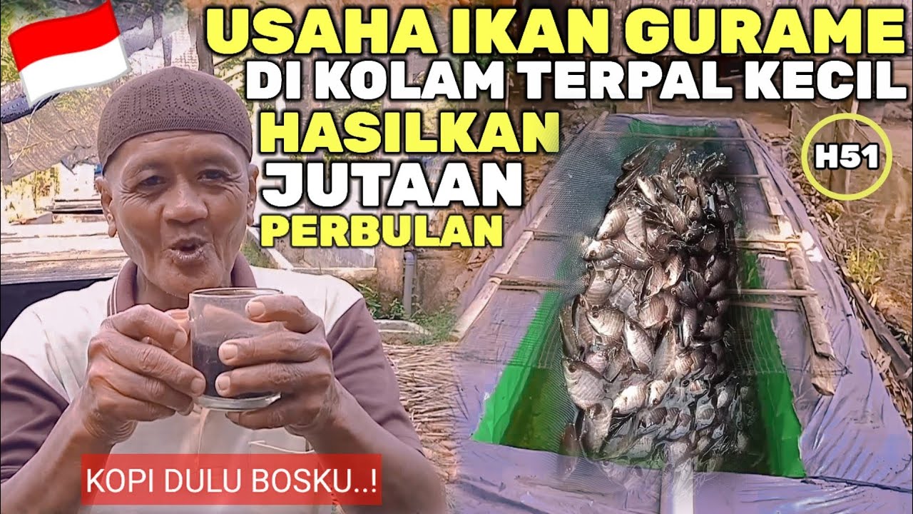 HARI KE 51‼️PERAWATAN BIBIT IKAN GURAME KOLAM TERPAL 50Cm X 5M