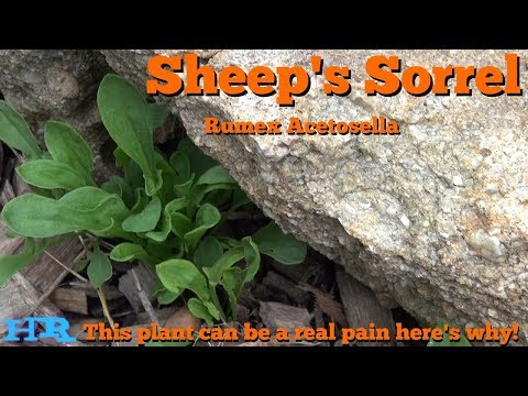 ቪዲዮ: Sorrel Herb - Sorrelን ለማደግ የሚረዱ ምክሮች