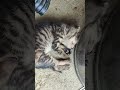 猴硐貓村沒有貓？那來大林貓村吧!#猴硐 #貓咪 #cat #ねこ #shorts