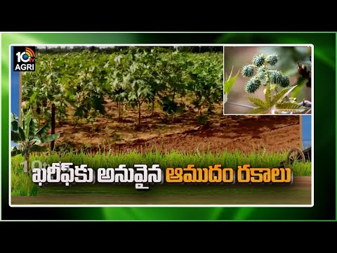 ఖరీఫ్ కు అనువైన ఆముదం ర‌కాలు | Kharif Castor Cultivation Tips & Techniques | Matti Manishi | 10TV