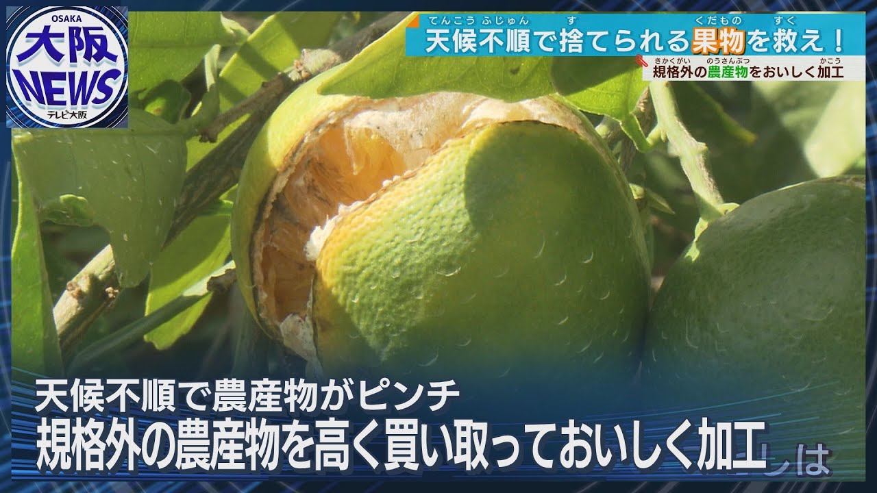 規格外を活かせ！】和歌山みかんがバターに？農家も企業も