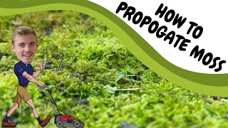 How to Propagate Your Own Moss | Setting up a Moss Propagation Box