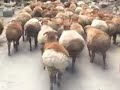 Sheep Walking 