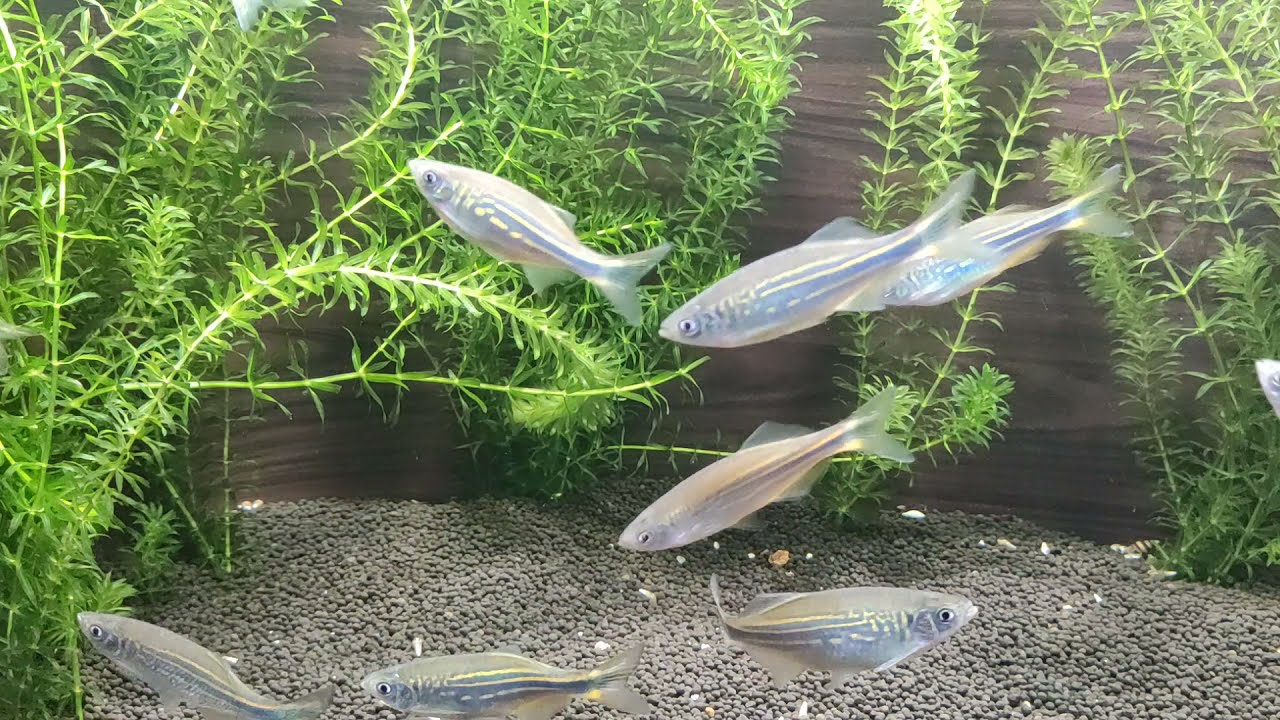 Malabar Danio In AQUAWORLD ( fish Exhibiton ) Kanyakumari