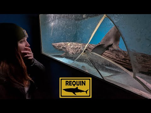 Ce requin est mort ici ?!! | URBEX