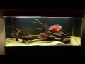 Oscar fish (Astronotus ocellatus), 450l tank