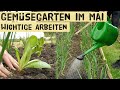 Wichtige Gartenarbeiten im Mai im Gemüsegarten - Pflanzen, Düngen, Frühbeet - Selbstversorger