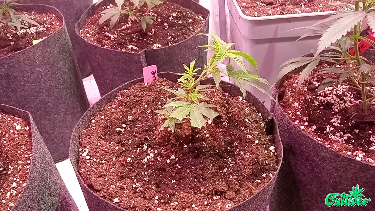 CULTIVEO TECNICA INDECISA