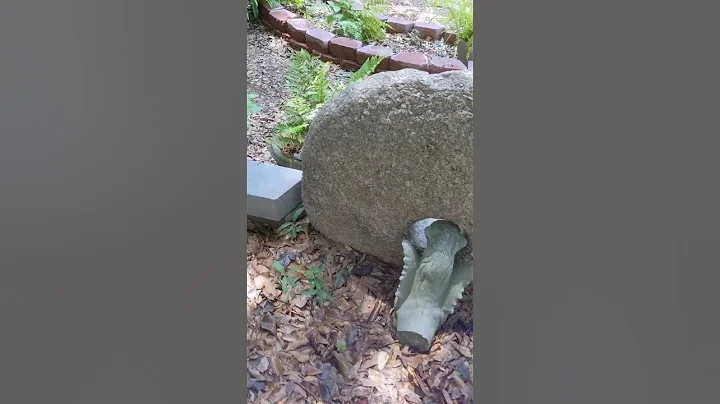 Rat snake in the garden after feeding @Laura Stout