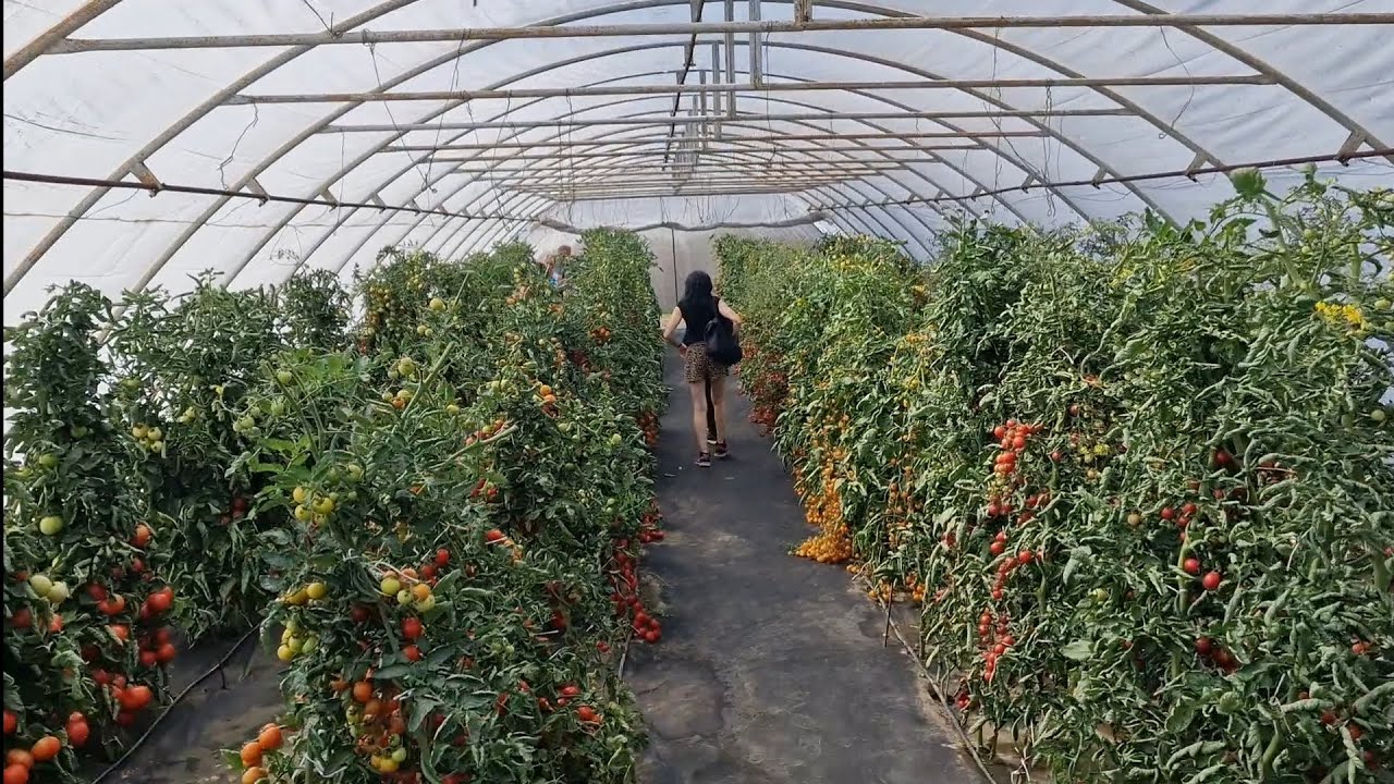 Přehlídka odrůd - rajčata MoravoSeed Lednice 2023 #tomatoes #tomato