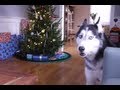 Mishka sings "Jingle Bells" for Christmas