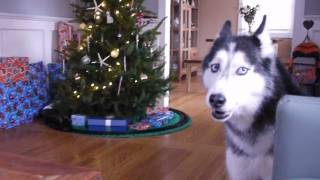 Mishka sings 'Jingle Bells' for Christmas